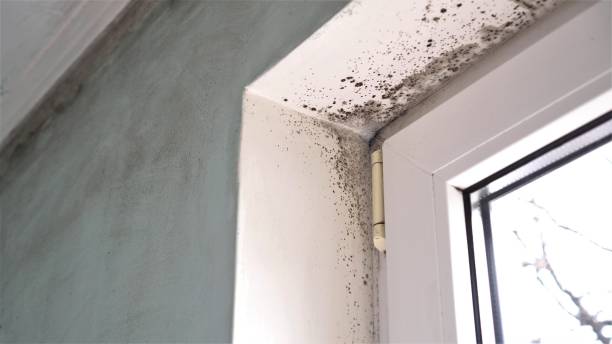 Best Residential Mold Inspection & Testing  in Shields, MI
