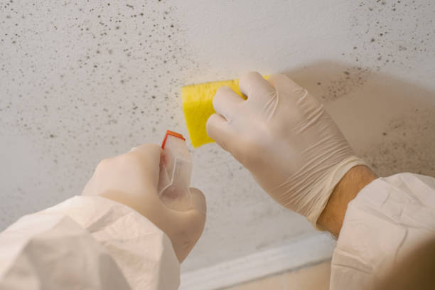 Best Basement Mold Removal  in Shields, MI