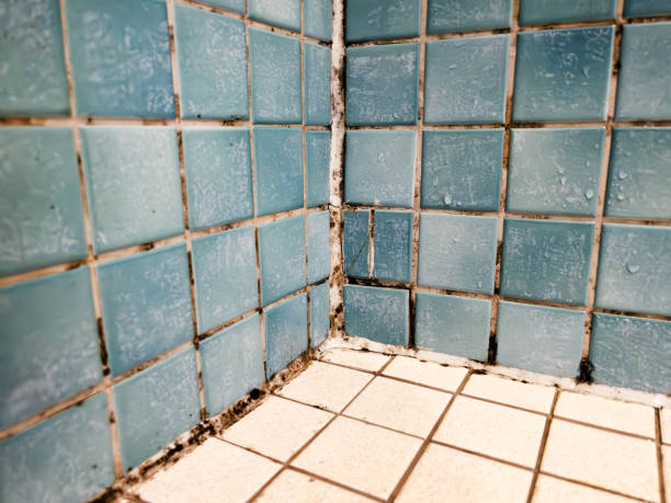 Best Mold Remediation for Healthcare Facilities  in Shields, MI