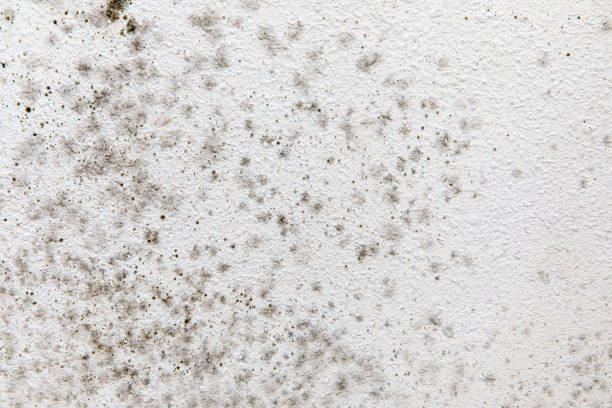 Best Mold-Related Health Consultation  in Shields, MI