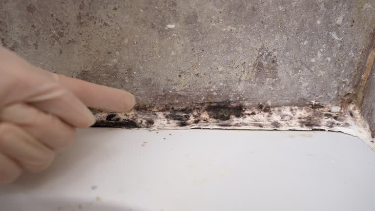 Trusted Shields, MI Mold Removal Experts