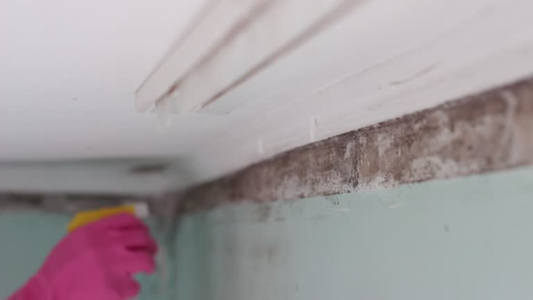 Best Biohazard Mold Removal  in Shields, MI